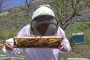 توصیه های بهداشتی شبکه دامپزشکی طرقبه شاندیز در خصوص واروازیس در زنبور عسل